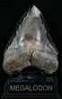 Bargain, Serrated Megalodon Tooth - South Carolina #29237-1